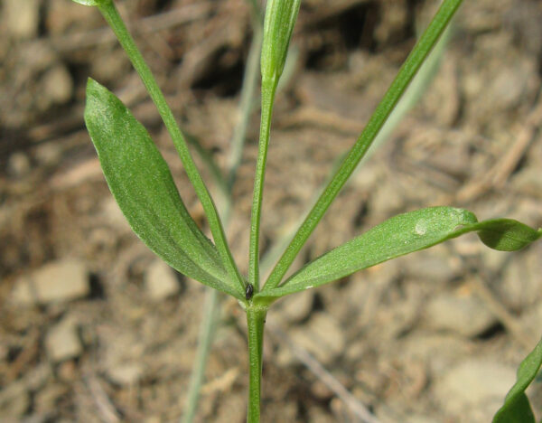 Centaurium pulchellum (Sw.) Druce - Image 3