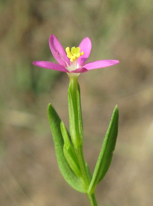 Centaurium pulchellum (Sw.) Druce - Image 2