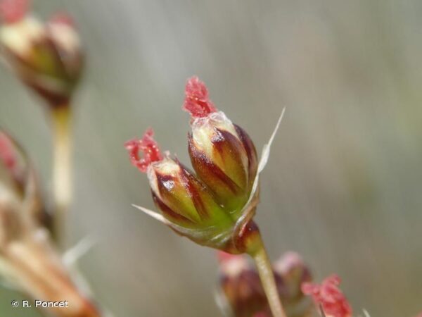 Juncus acutus L. - Image 3