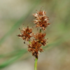 Juncus fontanesii J.Gay ex Laharpe - Image 3