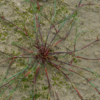 Juncus fontanesii J.Gay ex Laharpe - Image 4