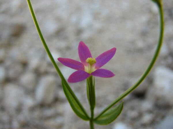 Centaurium tenuiflorum (Hoffmanns. & Link) Fritsch - Image 3