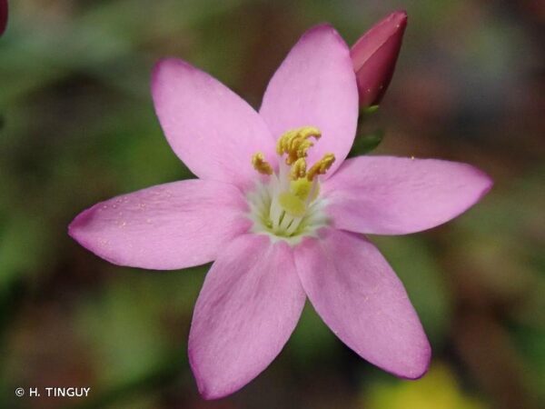 Centaurium erythraea Rafn - Image 2