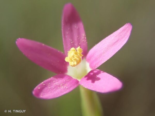 Centaurium tenuiflorum (Hoffmanns. & Link) Fritsch