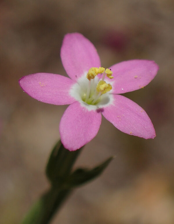 Centaurium pulchellum (Sw.) Druce