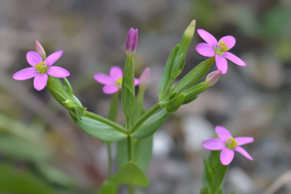 Centaurium pulchellum (Sw.) Druce - Image 4