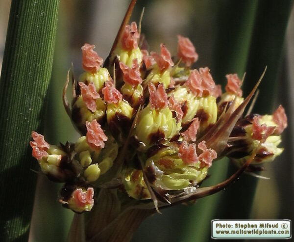 Juncus acutus L. - Image 2