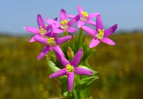 Centaurium tenuiflorum (Hoffmanns. & Link) Fritsch - Image 2