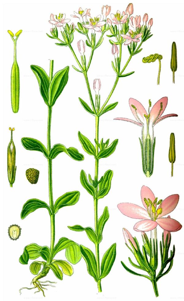 Centaurium erythraea Rafn - Image 7
