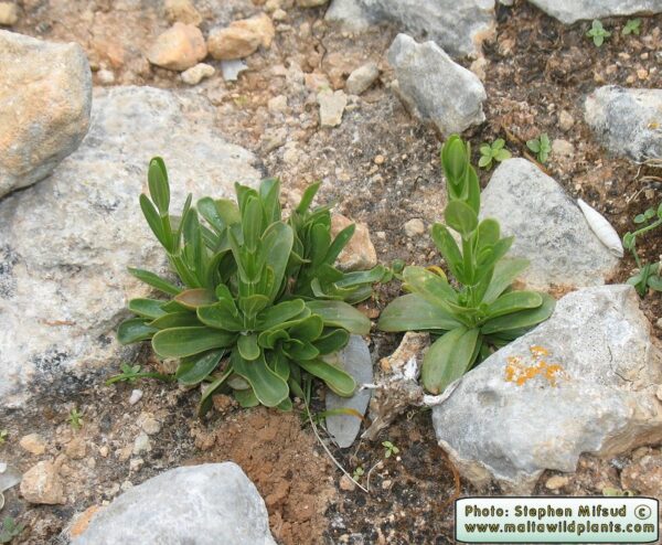 Centaurium erythraea Rafn - Image 6