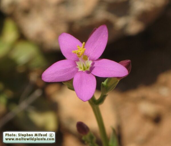 Centaurium erythraea Rafn