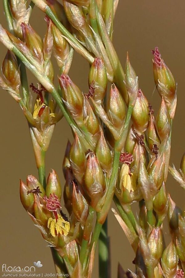 Juncus subulatus Forssk. - Image 2