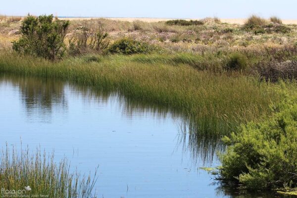 Juncus subulatus Forssk. - Image 7