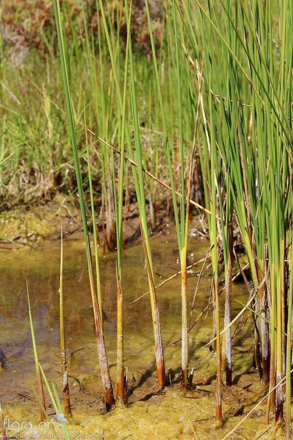 Juncus subulatus Forssk. - Image 6