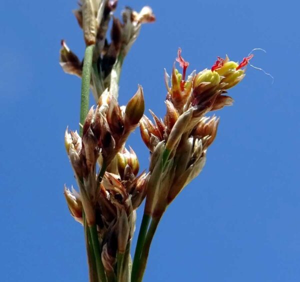 Juncus subulatus Forssk. - Image 3