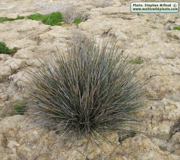 Juncus acutus L. - Image 7