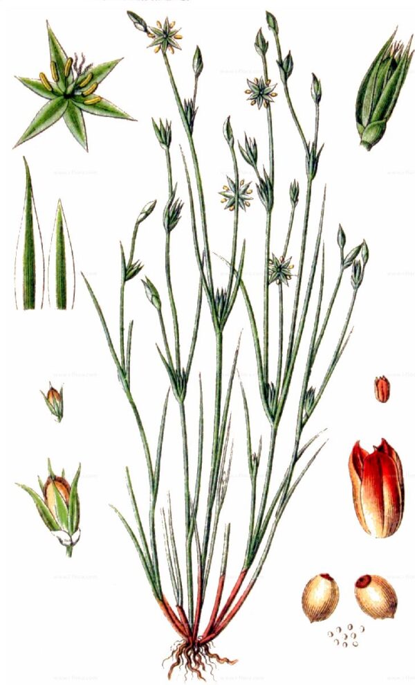 Juncus bufonius L. - Image 3
