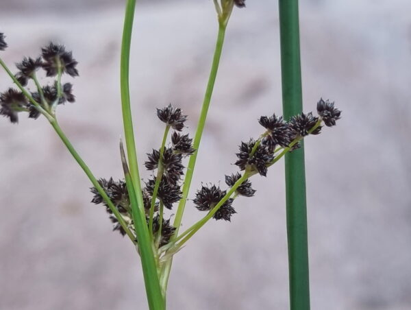 Juncus punctorius L.f.