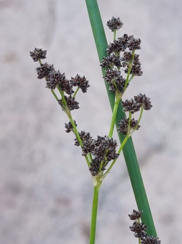 Juncus punctorius L.f. - Image 2