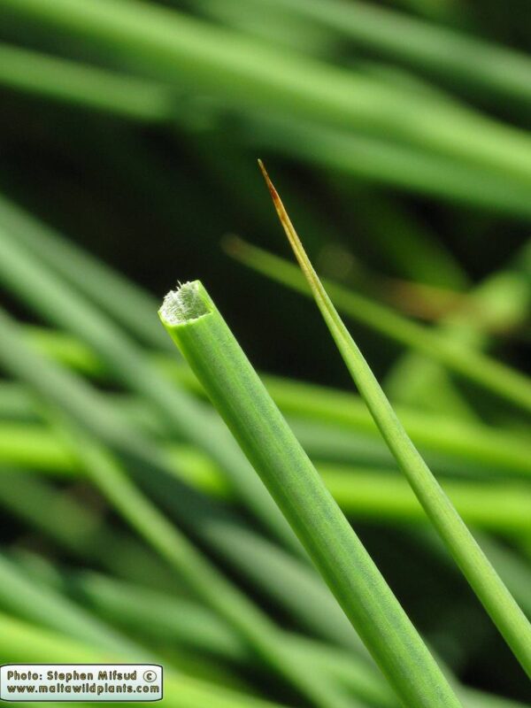 Juncus subulatus Forssk. - Image 5