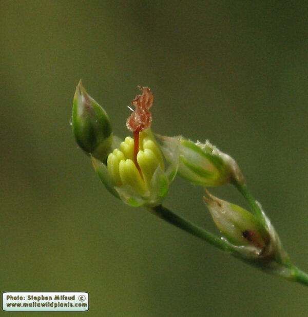 Juncus subulatus Forssk.