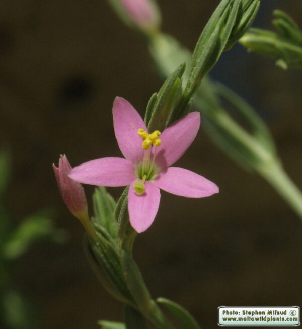Schenkia spicata (L.) G.Mans.