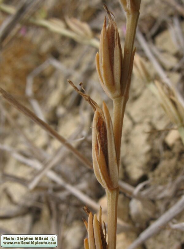 Schenkia spicata (L.) G.Mans. - Image 5