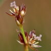Juncus fontanesii J.Gay ex Laharpe