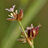 Juncus fontanesii J.Gay ex Laharpe - Image 2