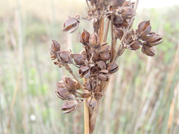 Juncus acutus L. - Image 6