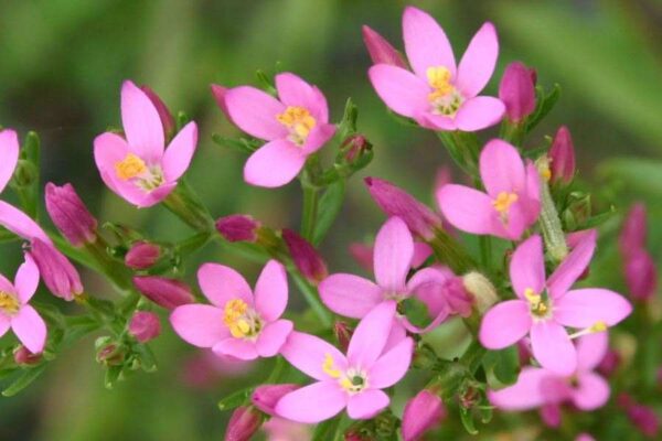 Centaurium erythraea Rafn - Image 5