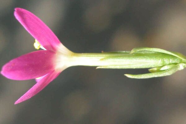 Centaurium erythraea Rafn - Image 3