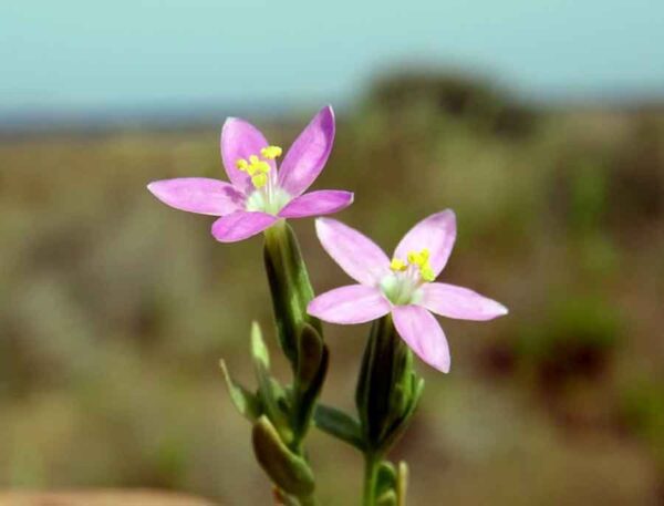 Schenkia spicata (L.) G.Mans. - Image 2