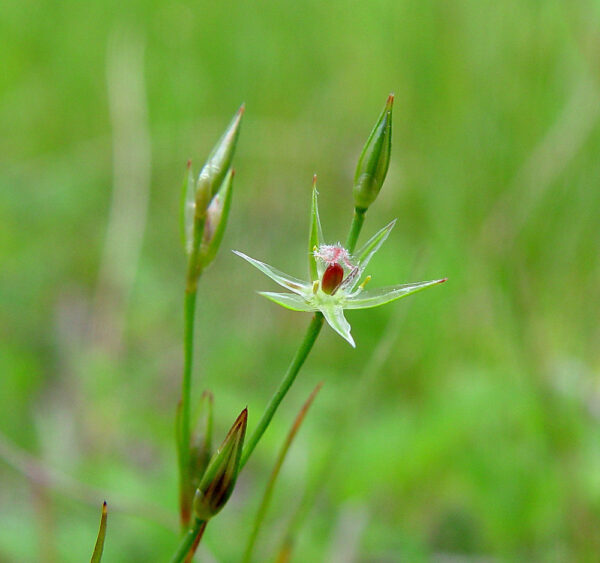 Juncus bufonius L.