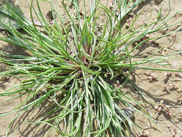 Juncus bufonius L. - Image 2