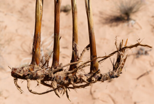 Juncus rigidus Desf. - Image 4