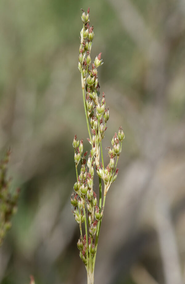 Juncus rigidus Desf. - Image 2