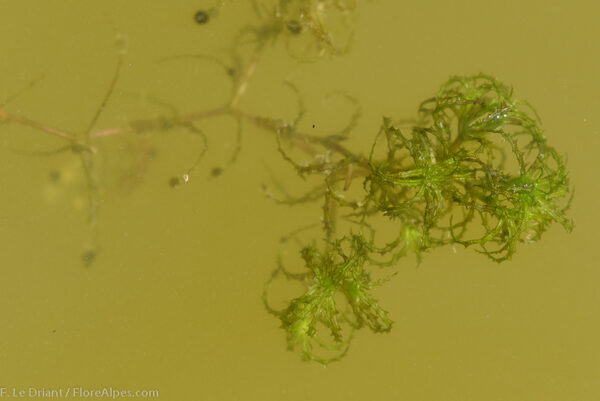 Najas minor All. - Image 6