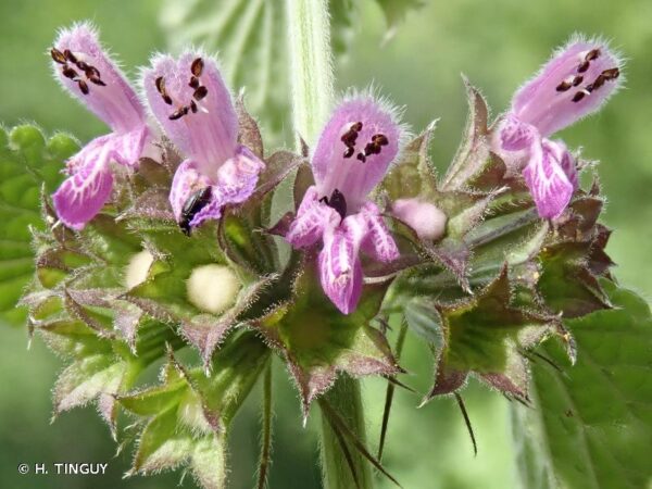 Ballota nigra L.