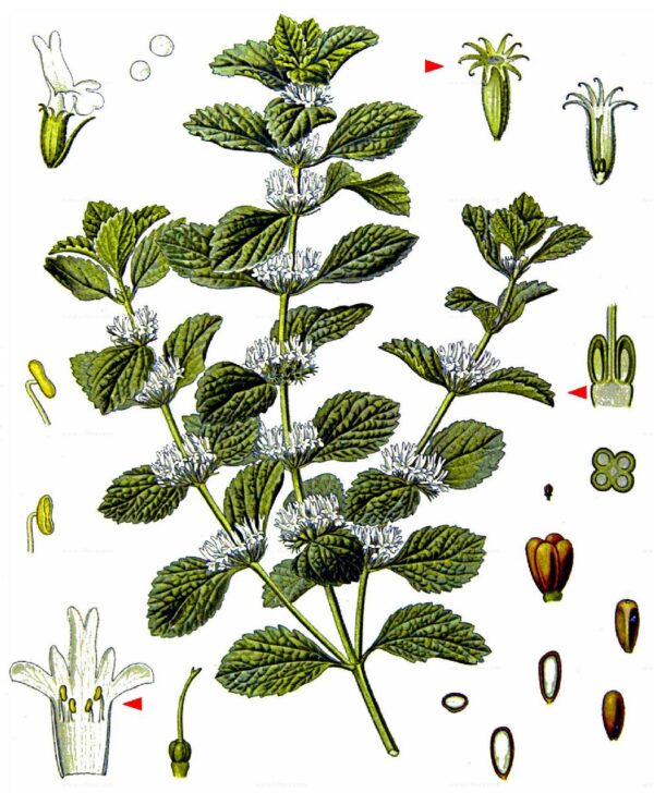 Marrubium vulgare L. - Image 8
