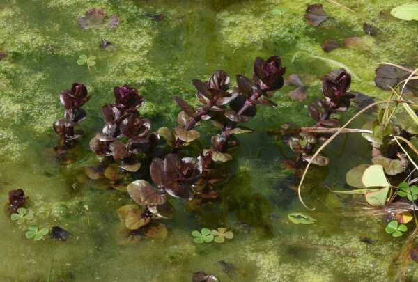 Mentha aquatica L. - Image 7