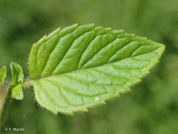 Mentha aquatica L. - Image 4