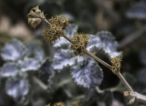 Marrubium vulgare L. - Image 5