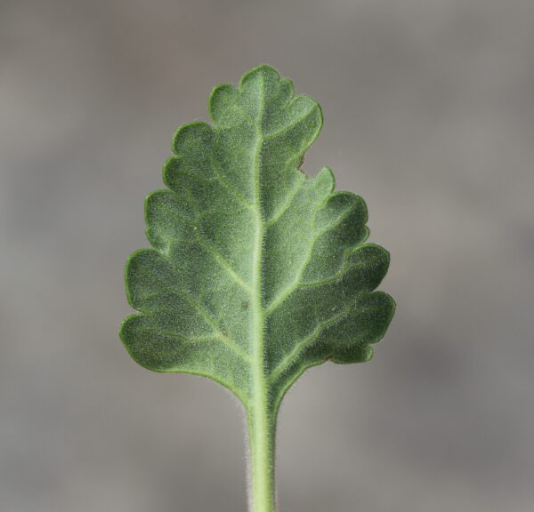 Teucrium flavum L. - Image 4