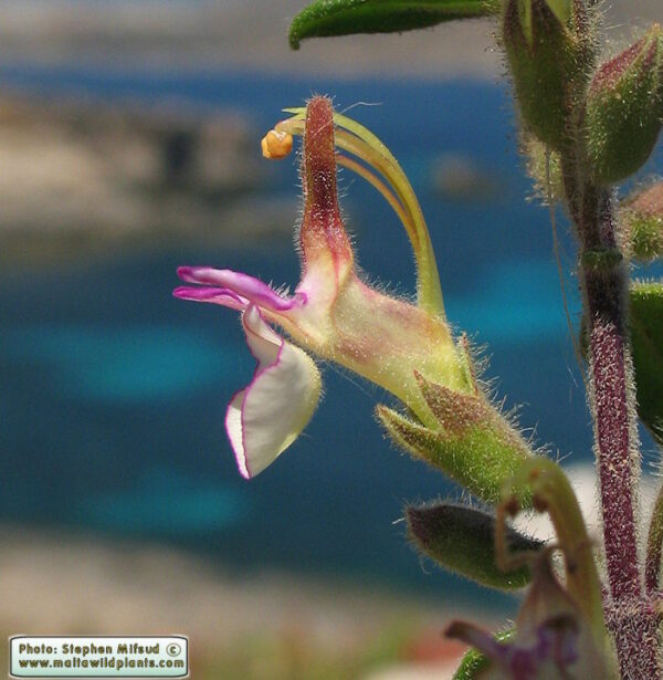 Teucrium flavum L.
