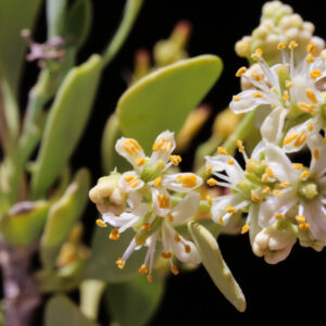 Nitraria retusa (Forssk.) Asch.