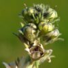 Linaria micrantha (Cav.) Hoffmanns. & Link - Image 5