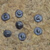 Linaria arvensis (L.) Desf. - Image 5