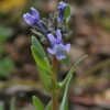 Linaria micrantha (Cav.) Hoffmanns. & Link