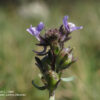 Linaria arvensis (L.) Desf. - Image 4